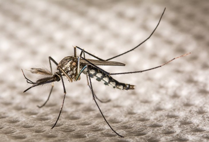 Aedes aegypti; Imagen de shutterstock