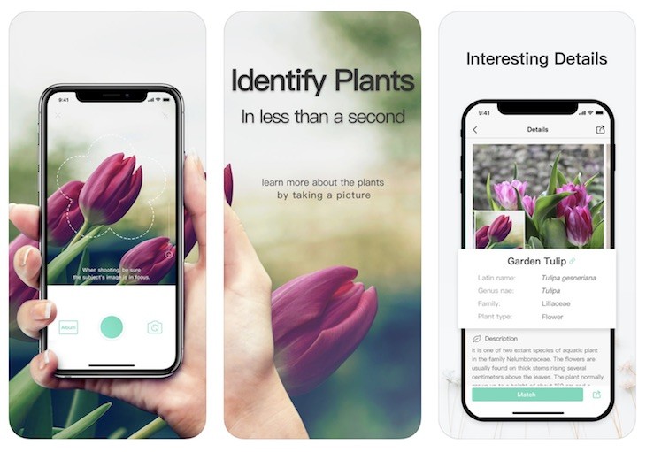 Congelar Nombre provisional acero PictureThis, una app para identificar cualquier planta con la cámara del  móvil