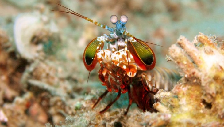 camaron mantis