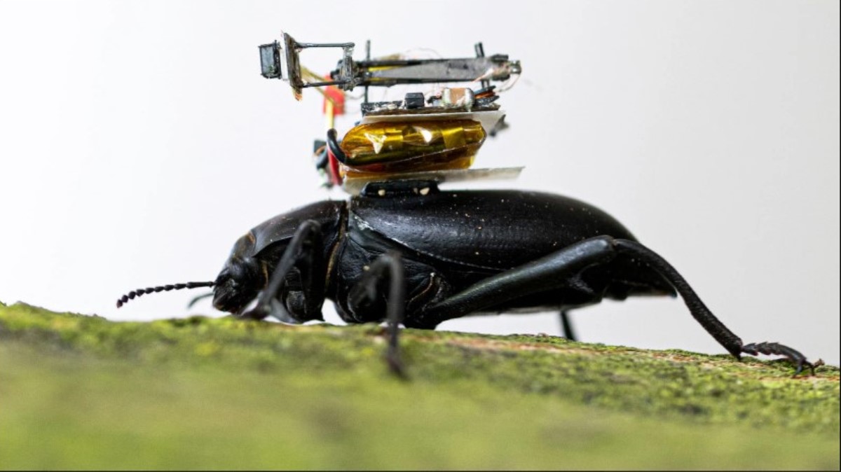 camara de accionn miniatura sobre insecto