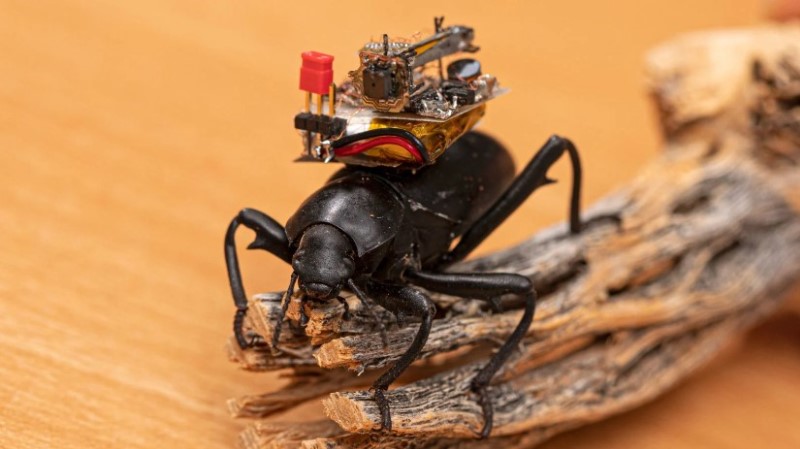 camara de accionn miniatura sobre insecto