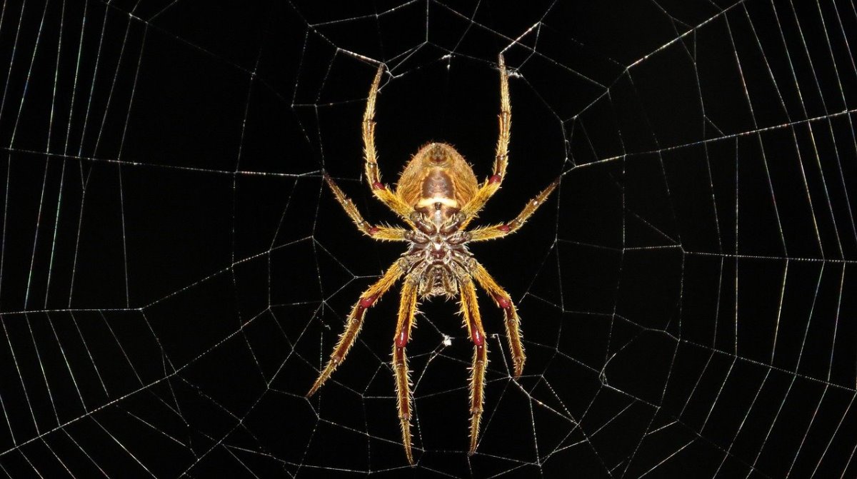 Las patas de las arañas podrían inspirar el desarrollo de miembros robóticos autónomos que no dependan de un «cerebro»