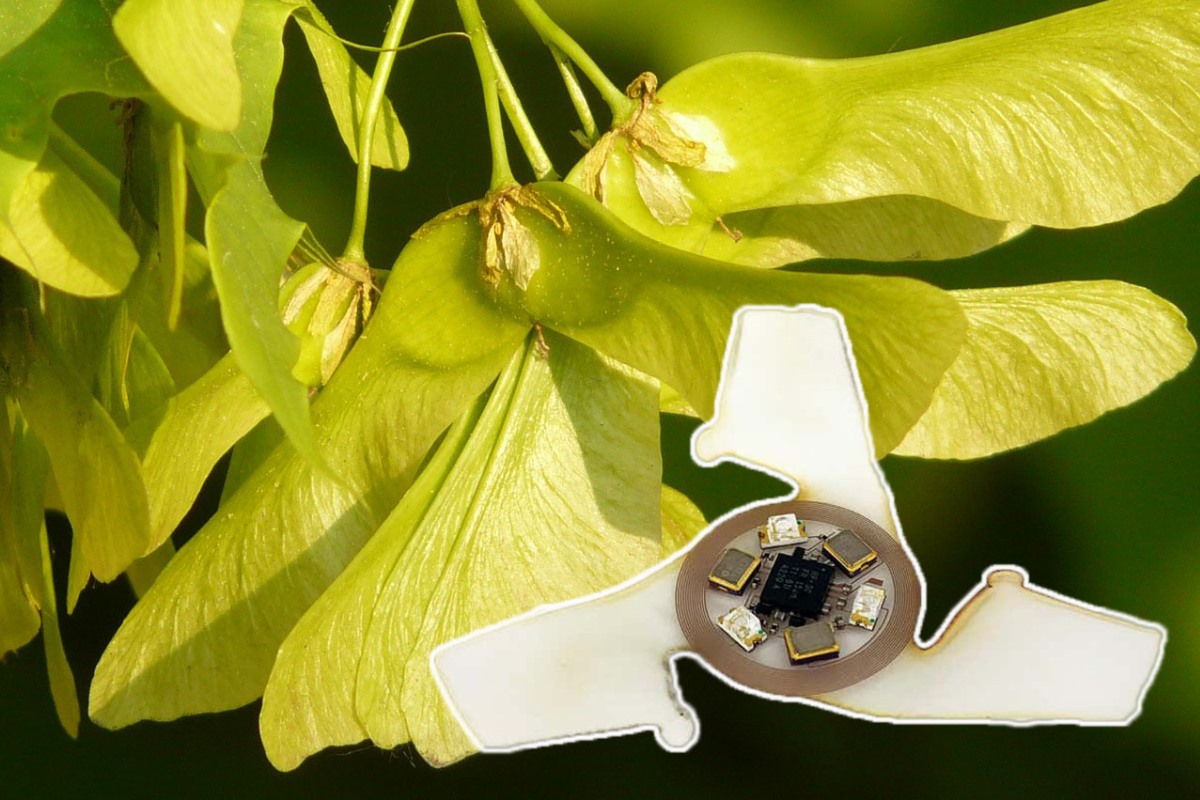 Ingenieros se inspiran en la naturaleza para crear los microchips voladores más pequeños