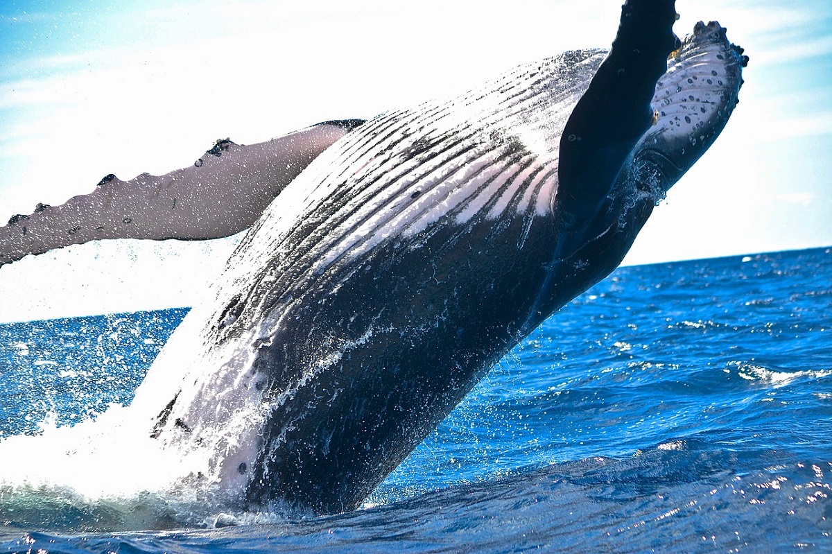 Científicos trabajan para crear una aplicación que permita entender el lenguaje de las ballenas