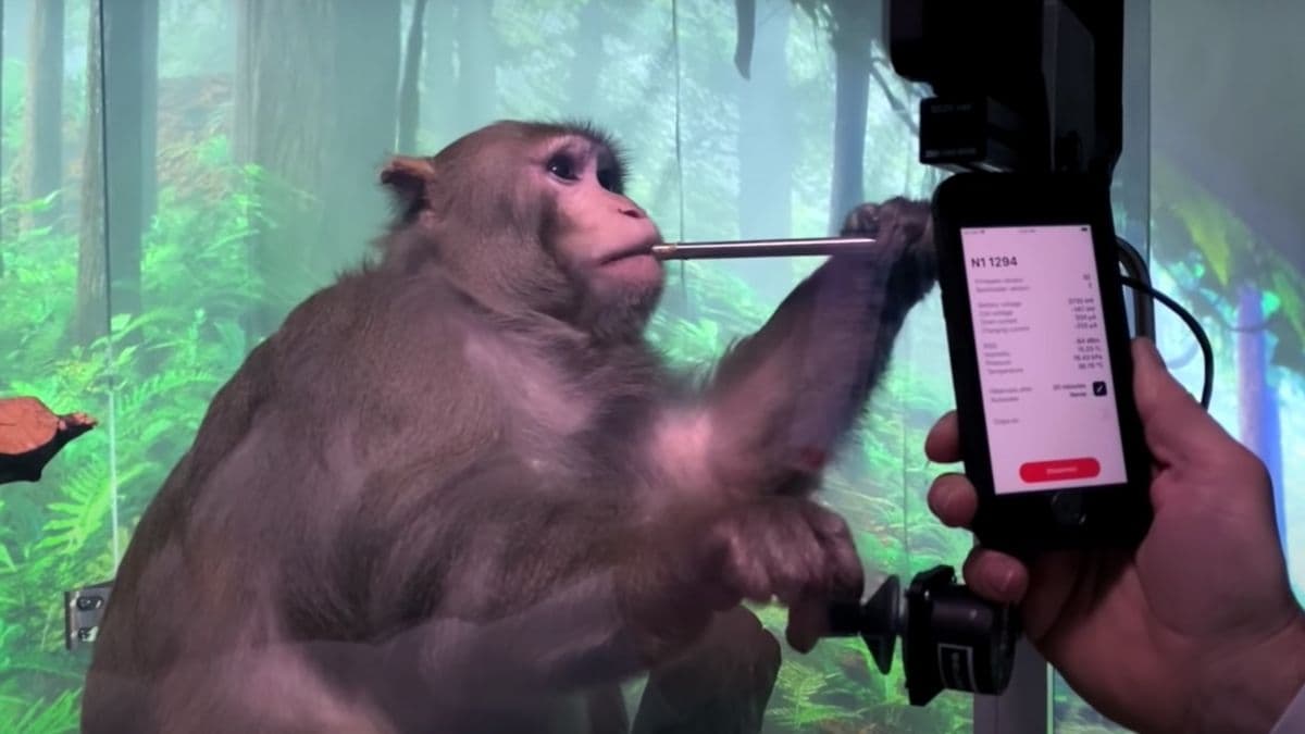 Ya han muerto 15 monos con implantes cerebrales de Neuralink, empresa de Elon Musk
