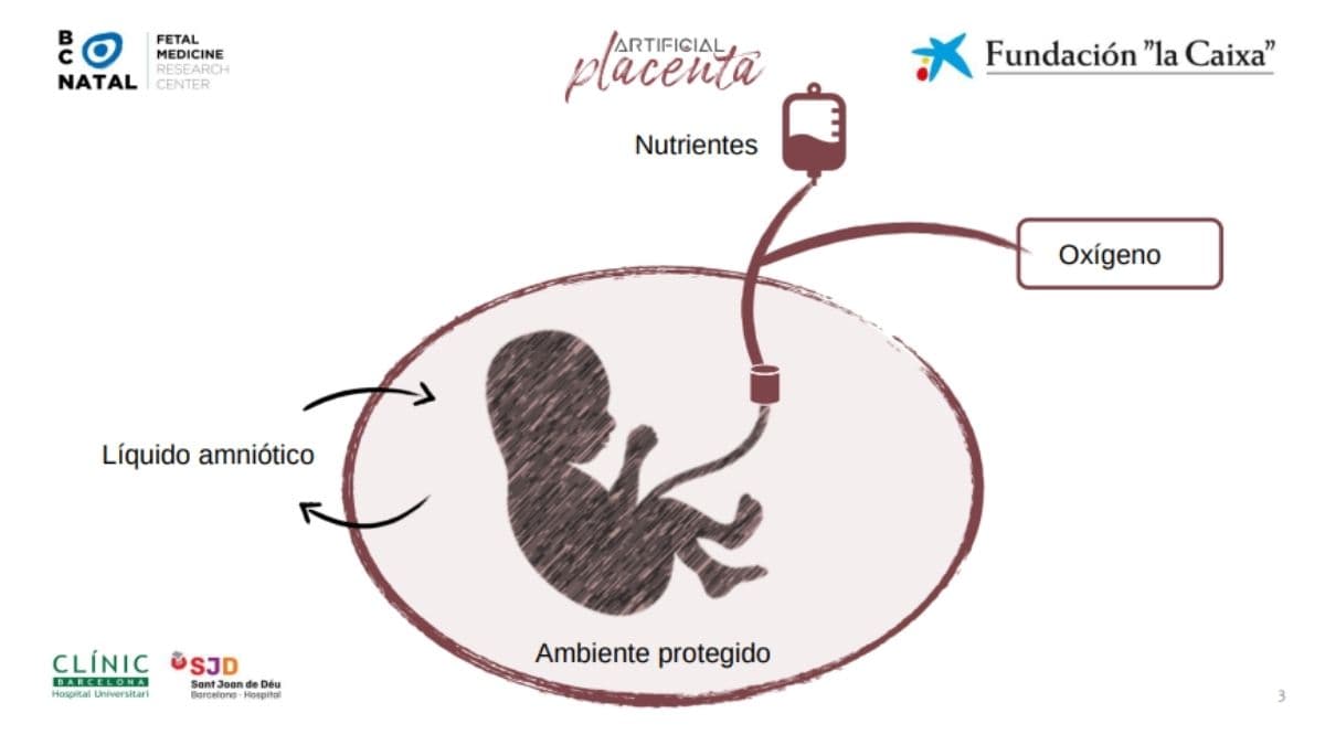 placenta artificial