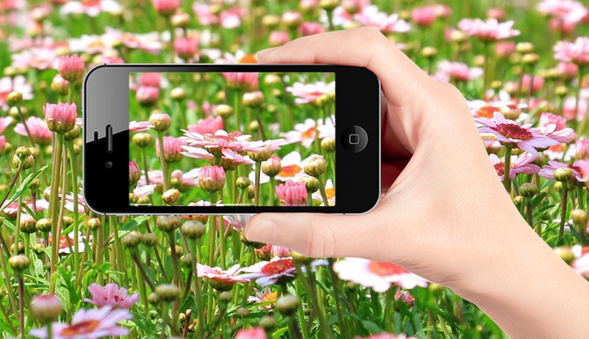 Conoce la función de iPhone capaz de identificar plantas y flores usando la cámara