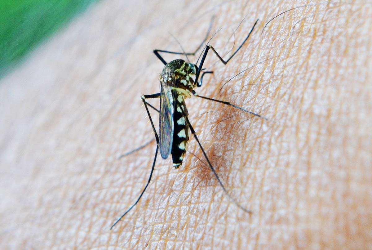 Desarrollan anticuerpo contra la malaria que superó sus primeras pruebas en humanos