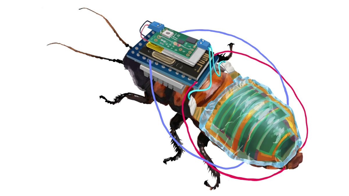 Robo-bug, una cucaracha cyborg alimentada por energía solar