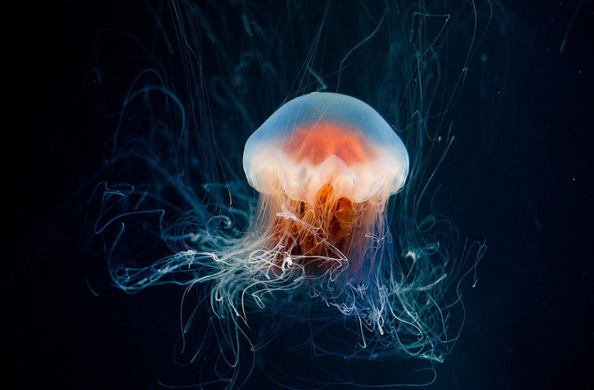 Científicos en Japón crean una proteína a partir de medusas