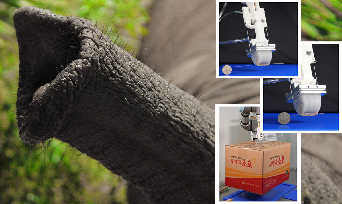 Crean una pinza robótica inspirada en la trompa del elefante
