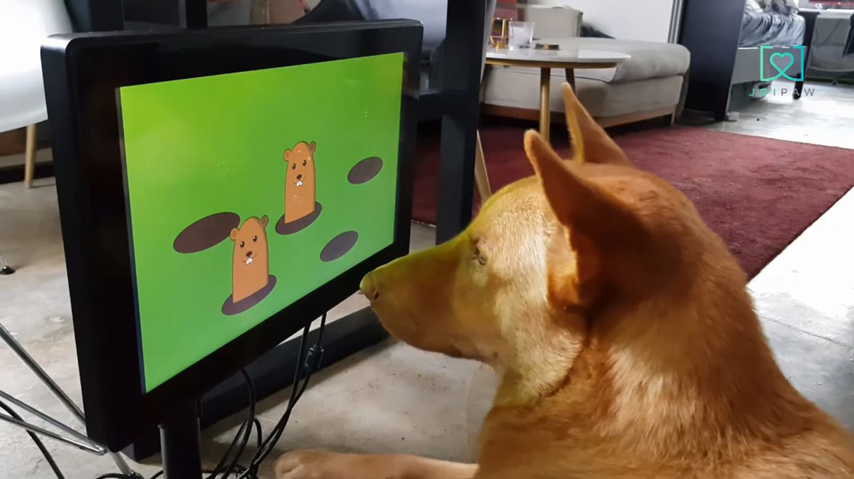 Científicos crean videojuegos para perros, aunque no todos podrán jugarlo