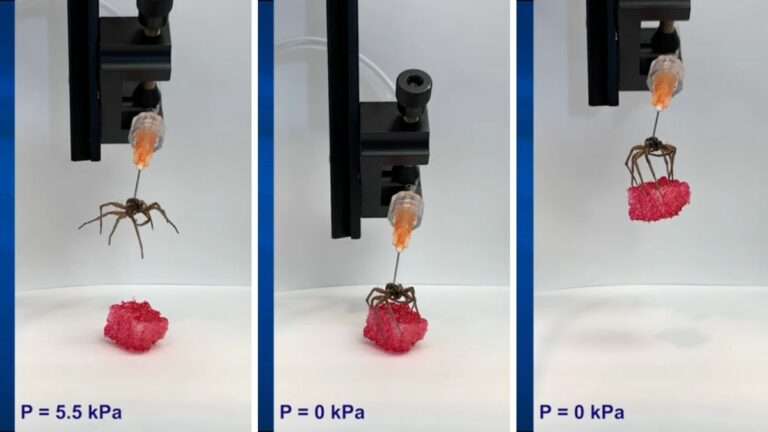 Científicos utilizan arañas muertas para crear pinzas robóticas