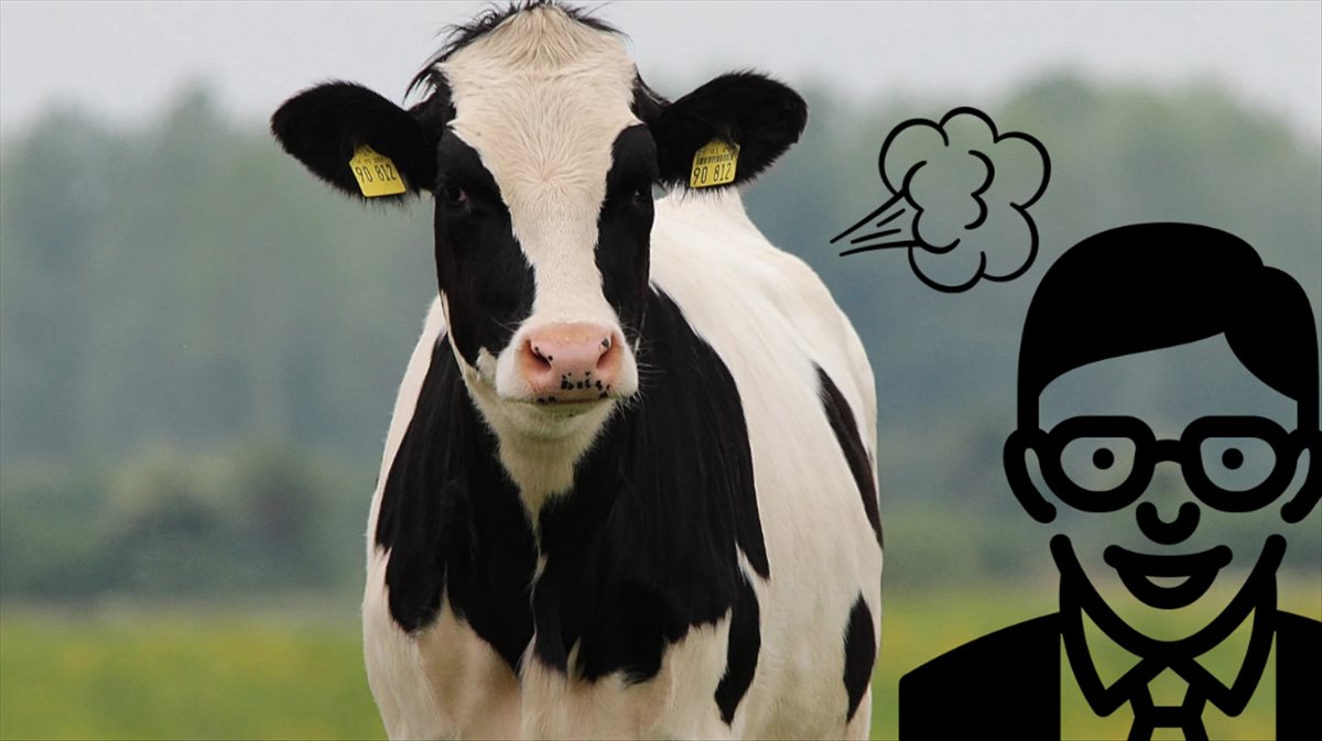 Reducir los gases emitidos por las vacas, la nueva inversión de Bill Gates