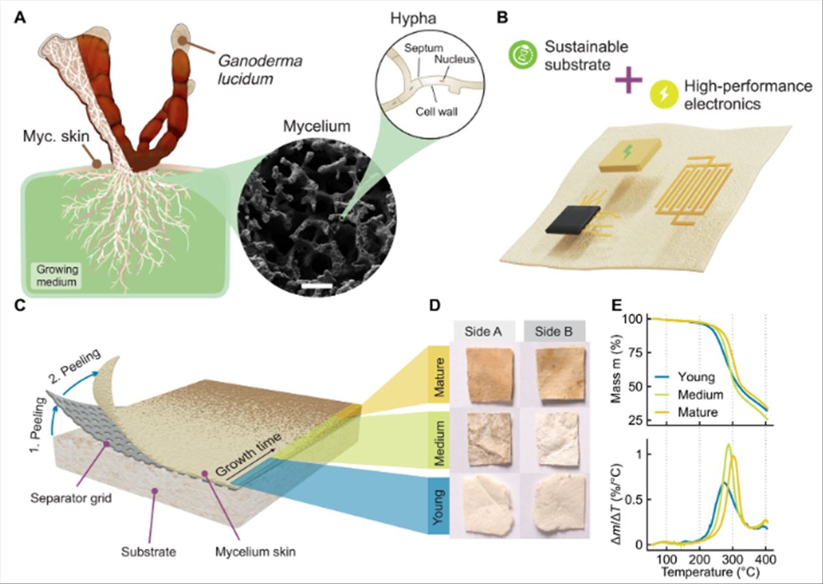 Científicos crean chips electrónicos biodegradables con base en hongos