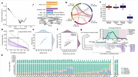 Un Primer Borrador del Pangenoma Humano Revela la Diversidad Genética