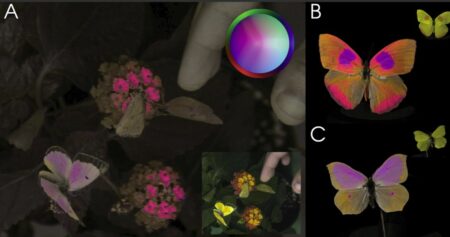 Cámara muestra el mundo a través de los ojos de animales