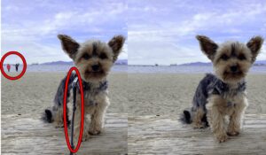 Dos fotos de un perro en la playa, con objetos eliminados con la herramienta de Microsoft