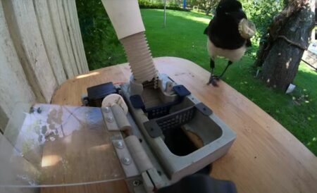 Cambiar basura por comida