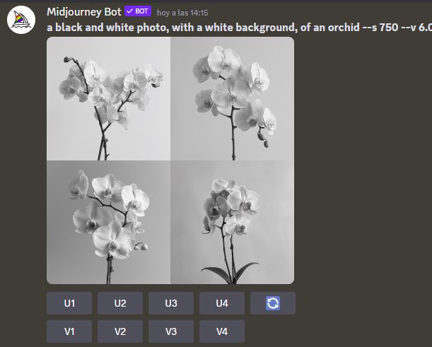 orquidea blanco y negro