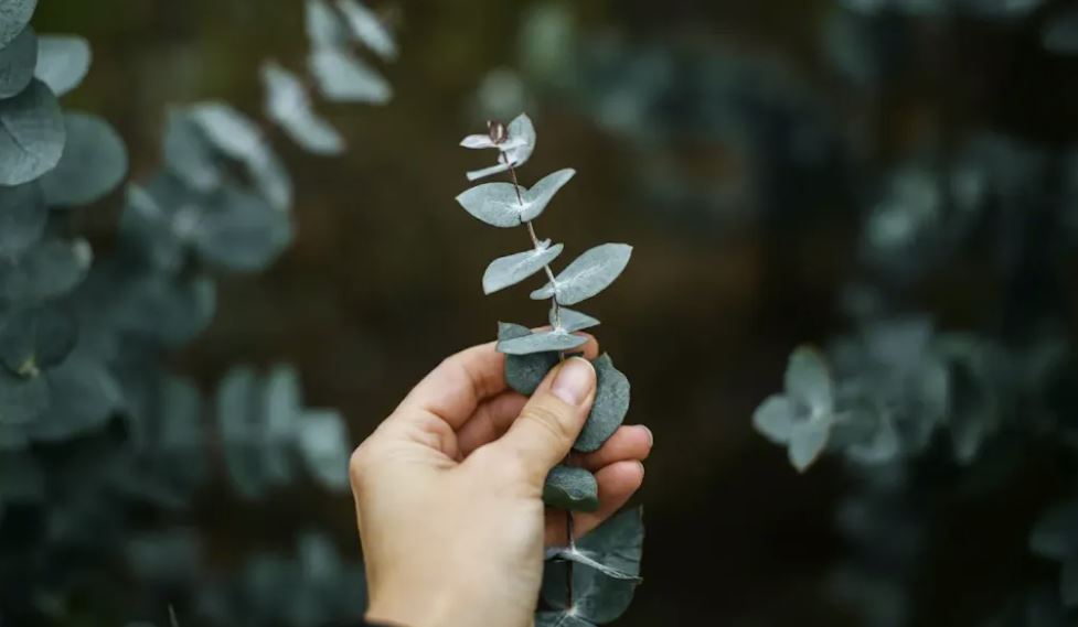 Vista de la mano de una persona sosteniendo una ramita de eucalipto: una imagen macro DSLR que resalta el equilibrio entre el ser humano y la naturaleza.