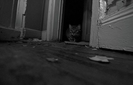 ¿Es tu gato un psicópata? Científicos desarrollan un cuestionario para descubrirlo