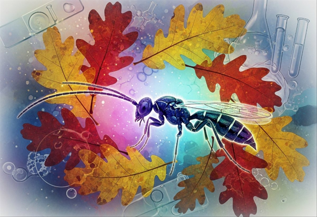 Descubren en EE.UU. dos nuevas especies de avispas parásitas que podrían cambiar lo que sabemos sobre la biodiversidad